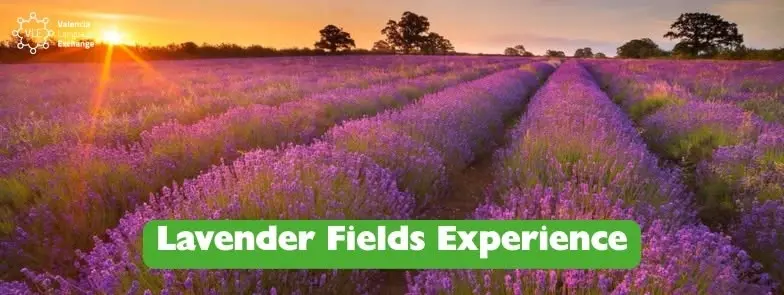 Lavender Fields Experience
