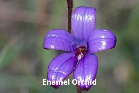 Wildflower and Orchid Walk