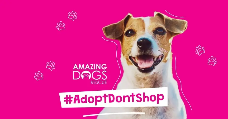 Burbank, CA - Amazing Adoption Event