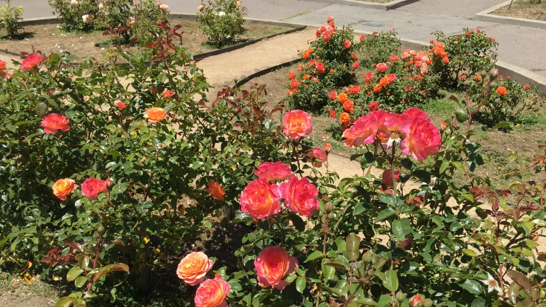 The Berkeley Rose Garden & Cragmont Rock Park Walk