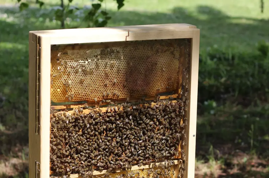 Řemesla na vsi – Za tajemstvím včel Viléma Mrštíka