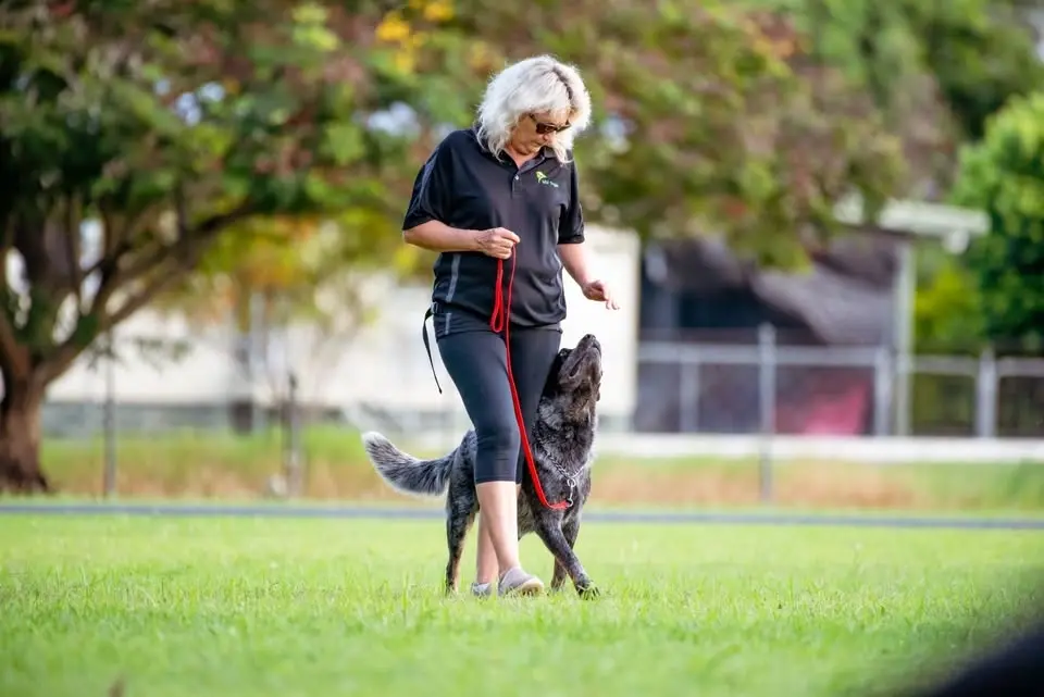 Beginners Obedience 