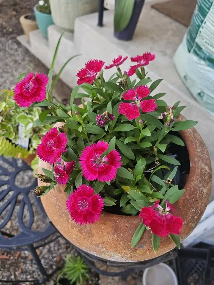 Master Gardeners at Waco Downtown Farmers Market: Container Gardening