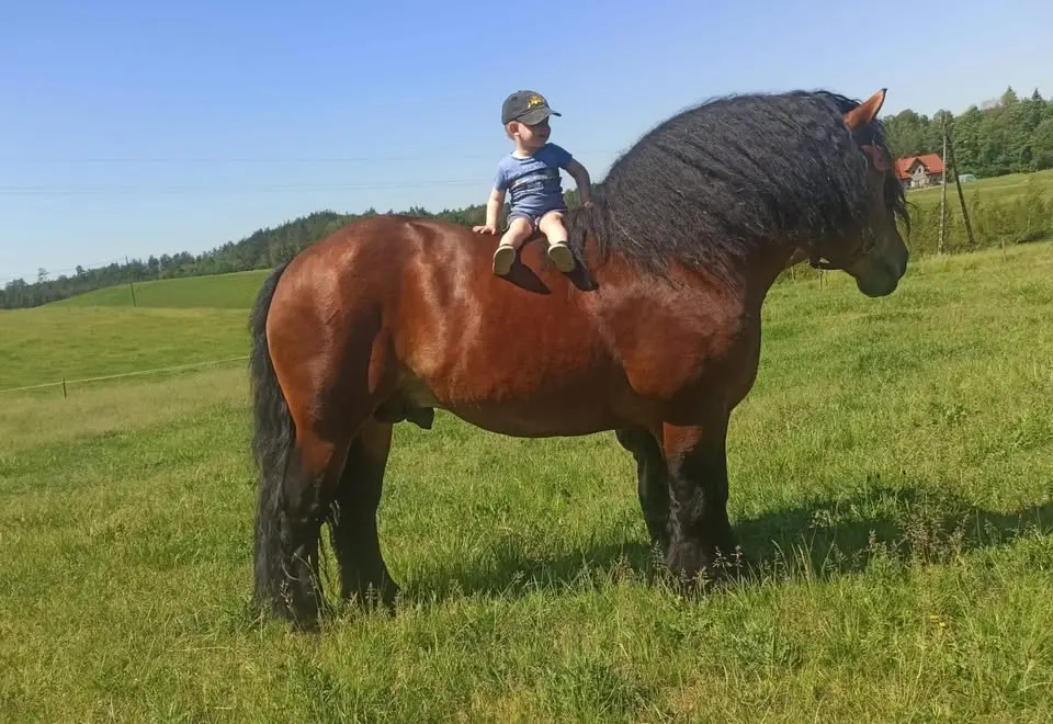 VI WYSTAWA KONI RAS ZIMNOKRWISTYCH  w Muntowie -  CZEMPIONAT OGIERÓW 