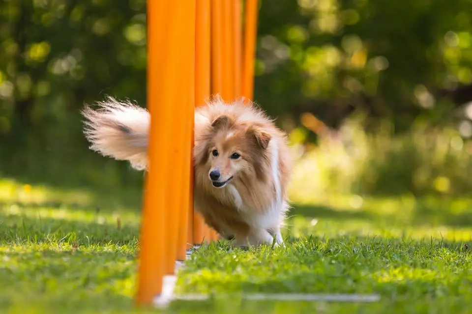 Onsdagstema: Prova på Agility