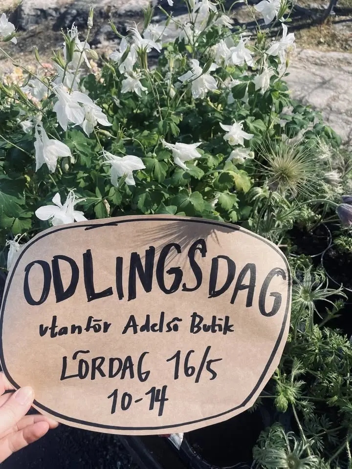 ODLINGSDAG utanför Adelsö Butik