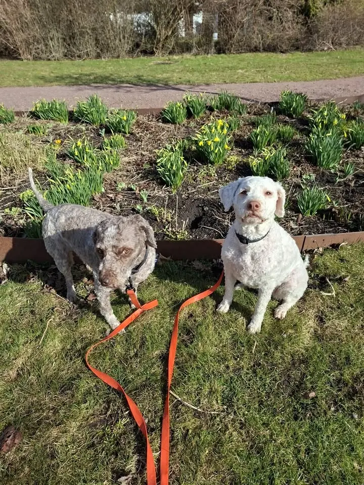 Hundpromenad 