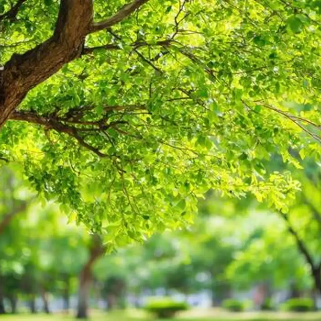 Summer Reset Meditation & Networking_Bocconi Alumni Berlin and SYLO