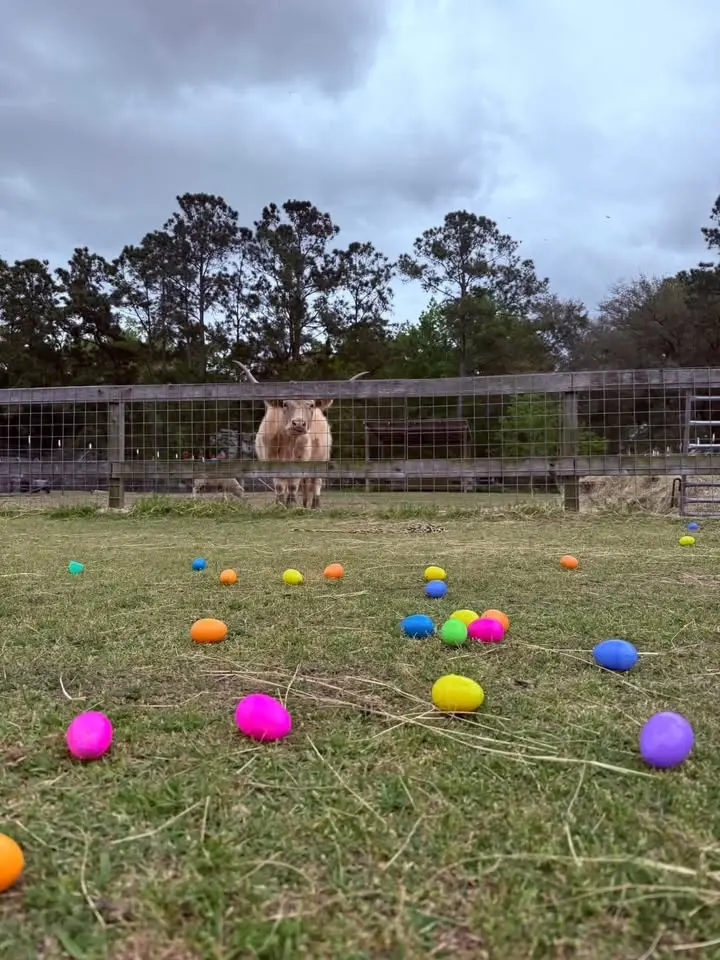 Easter On The Farm 🐣 🐰 🐷