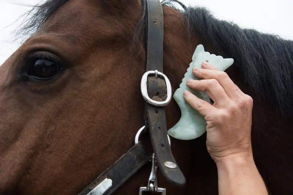 Workshop Guasha voor paard en ruiter