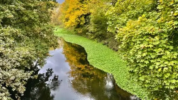 GREEN £5 WALK🌲🌳 - RIVER WANDLE💧