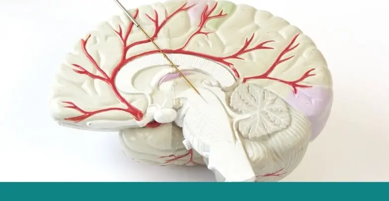 MDS-PAS 5th Neuromodulation School for Movement Disorders
