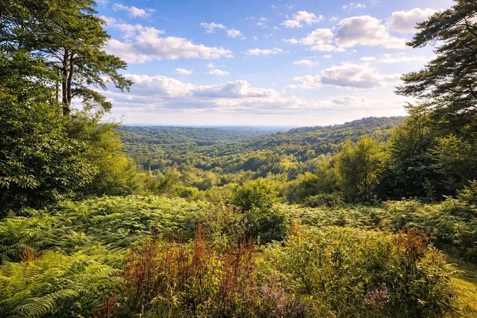 HIKE 17km Heathlands, ancient woods, panoramic views and the Devils Punchbowl