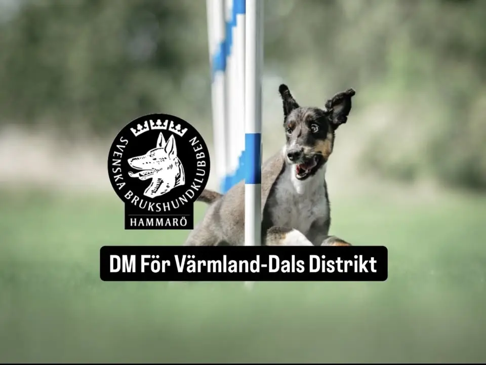DM För Värmland-Dals Distrikt 🏆