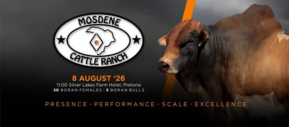 Mosdene Boran’s Production Auction.