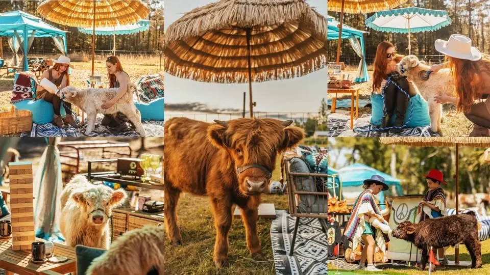 The Shaggy Cow Lounge & Cabanas w/ Fluffy Highland Cows! | Middleburg, FL