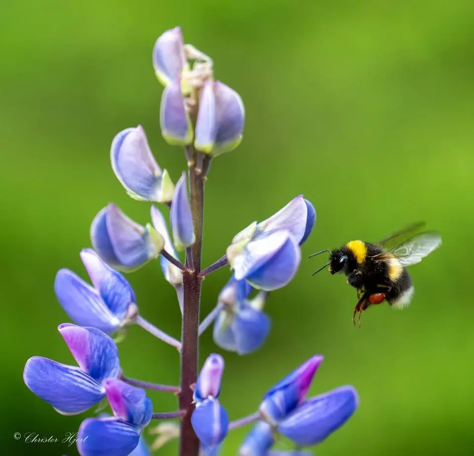 Bioblitz Skesta Hage och Fladdermusinventering