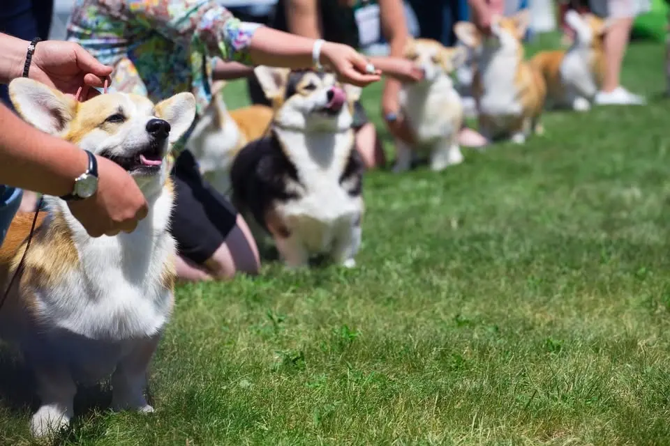 IABCA's 2026 Golden State Summer Sieger Int'l All-Breed & Rare Breed DOG SHOW