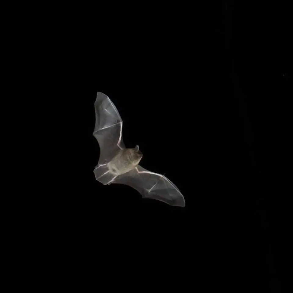 International bat night