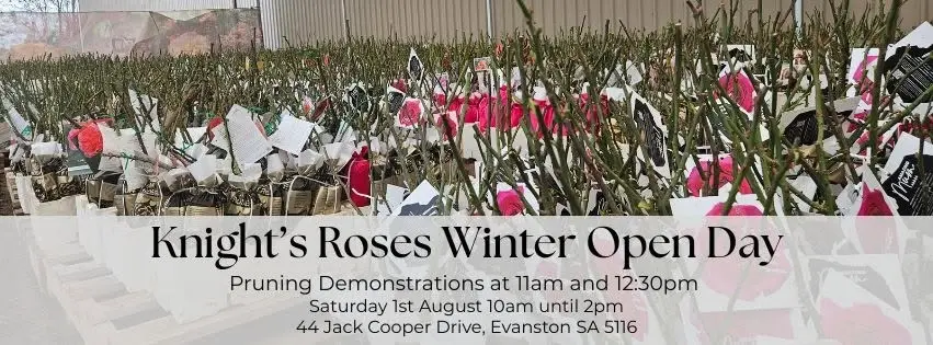 Knight's Rose August Open Day and Pruning Demonstrations