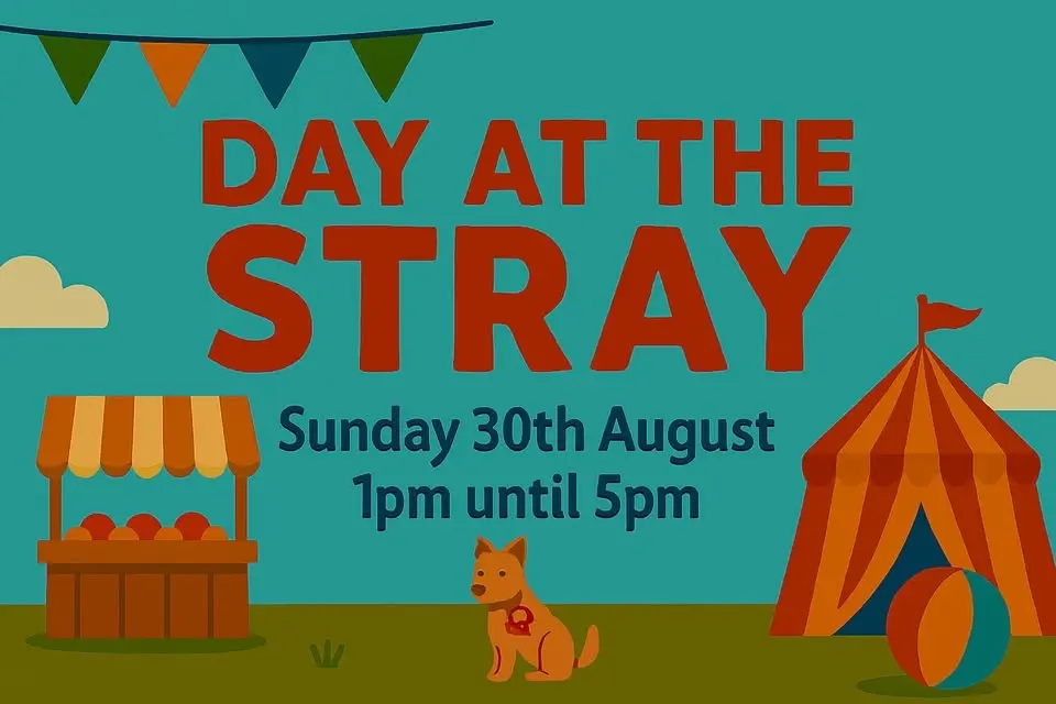 Day at the Stray