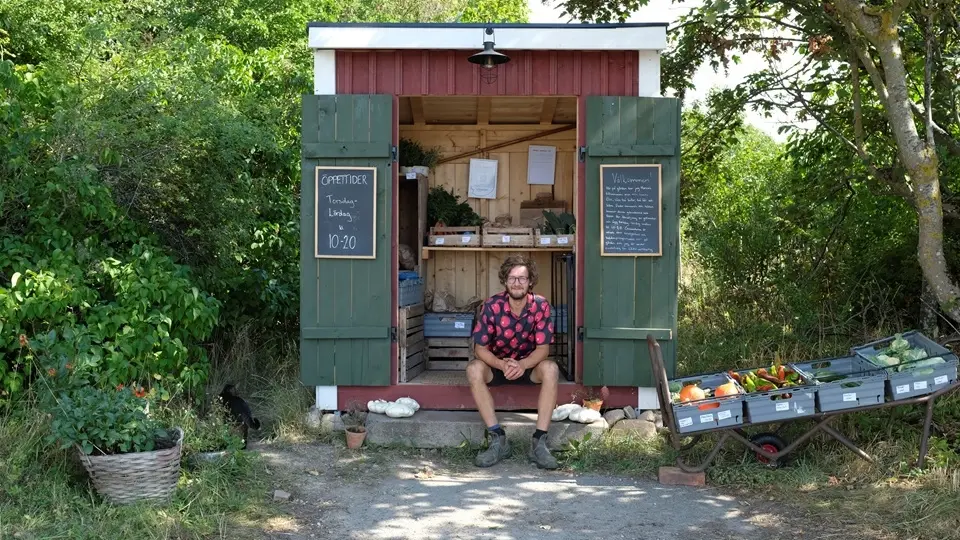 Kimchi på gården – skörd och fermentering