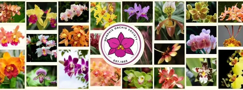 MOS Presents - "Large Flowering Cattleya Species" by Arthur Chadwick