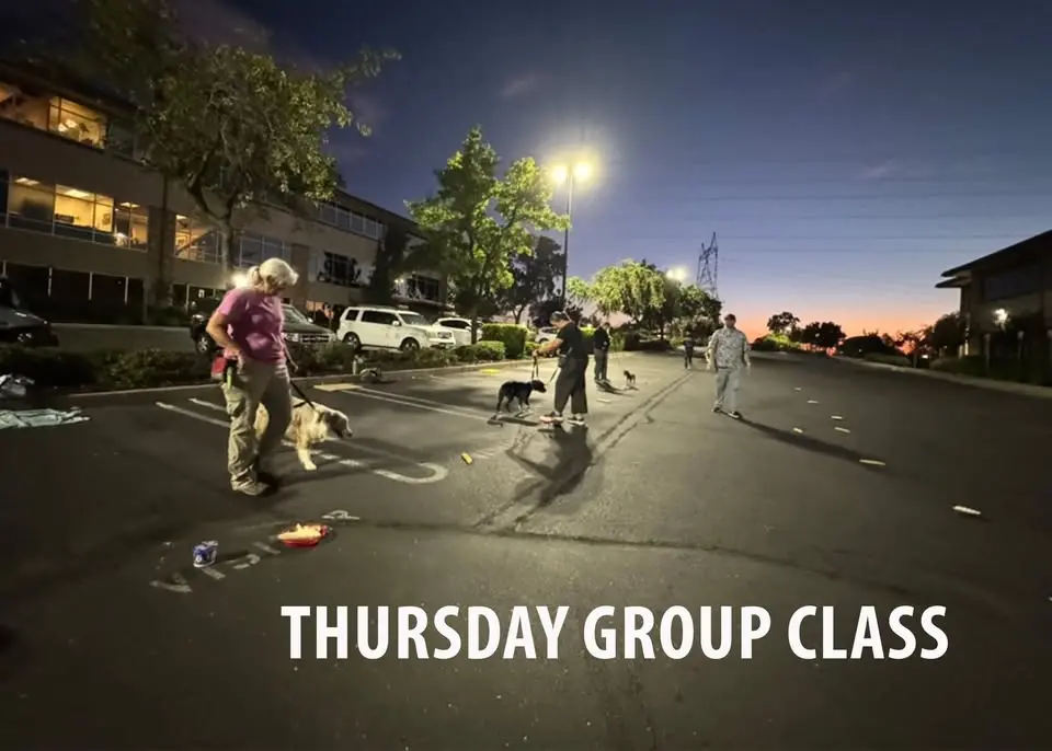 Thursday Group Dog Obedience Class - All levels welcome!