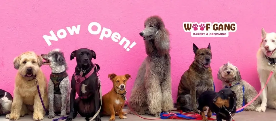 Puppy Scoops - A free Ice Cream Social for your dogs