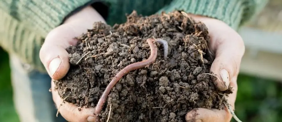 Essential Ecosystem Engineers: Worms