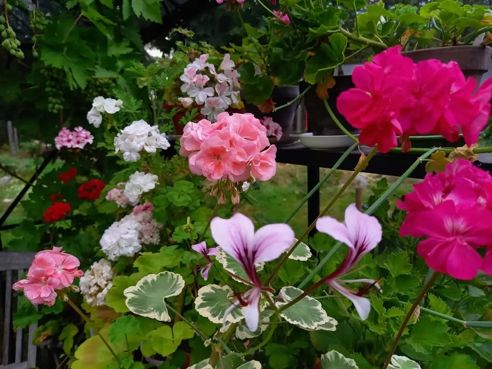 Under bar himmel: Nyfiken på pelargoner?