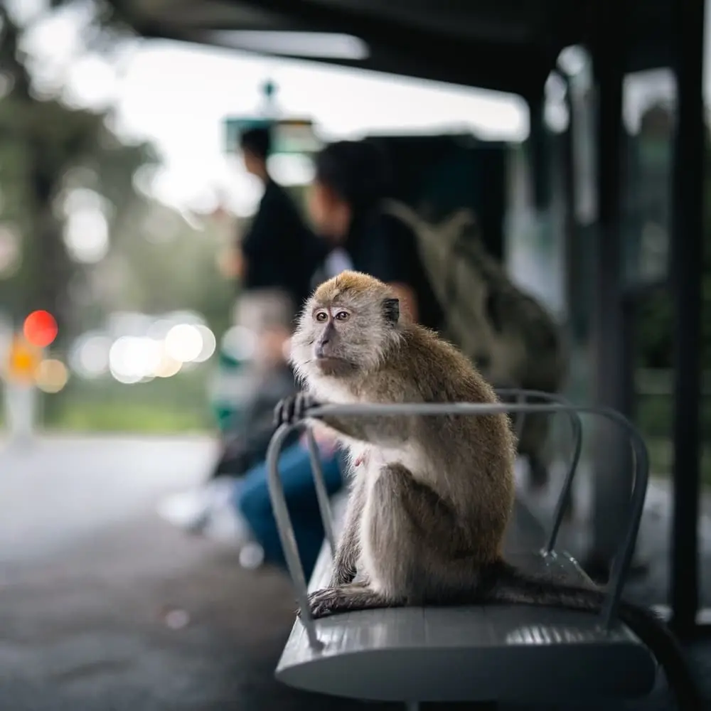 Seeds of Change: Human-wildlife Conflict in Singapore