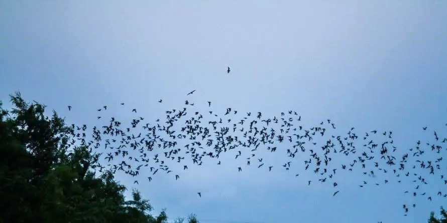 Bats of Nebraska (W. Clarke Swanson Branch)