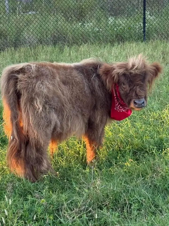 Goat Yoga, including Marsala, our Highland calf!