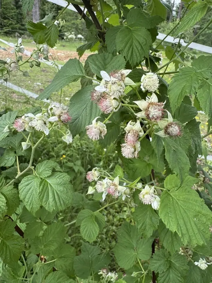 Plantbytardag