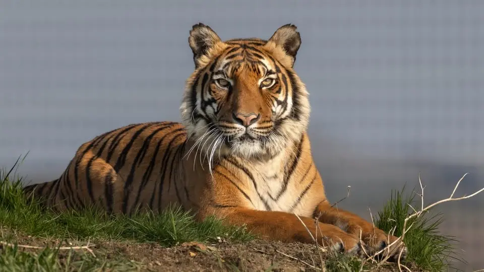 Tiger Day!