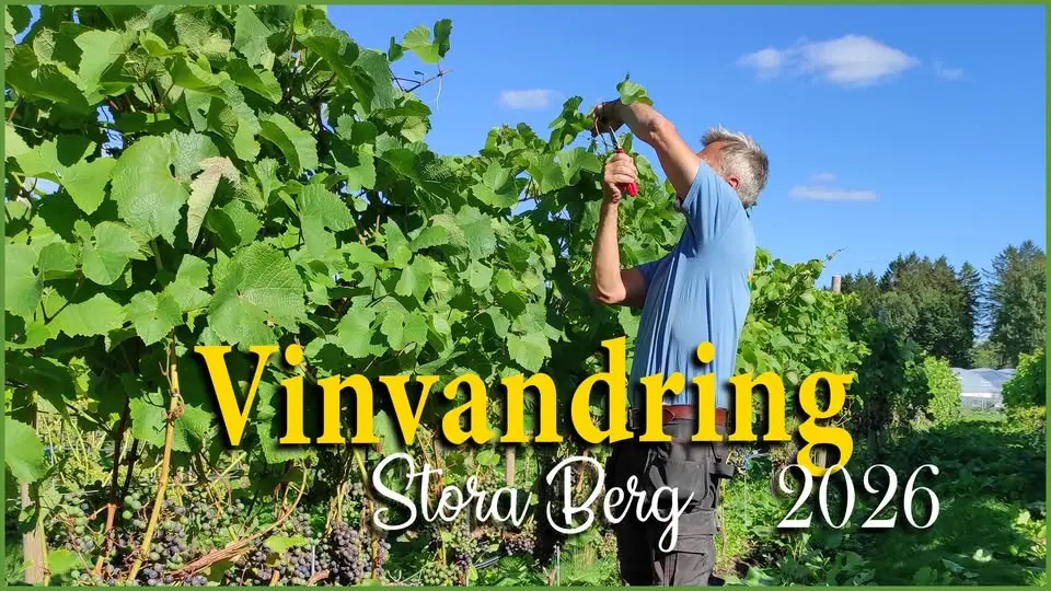 VINVANDRING