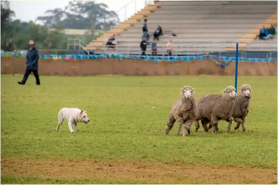 Dogpro 3 Sheep Championship Trial 2026