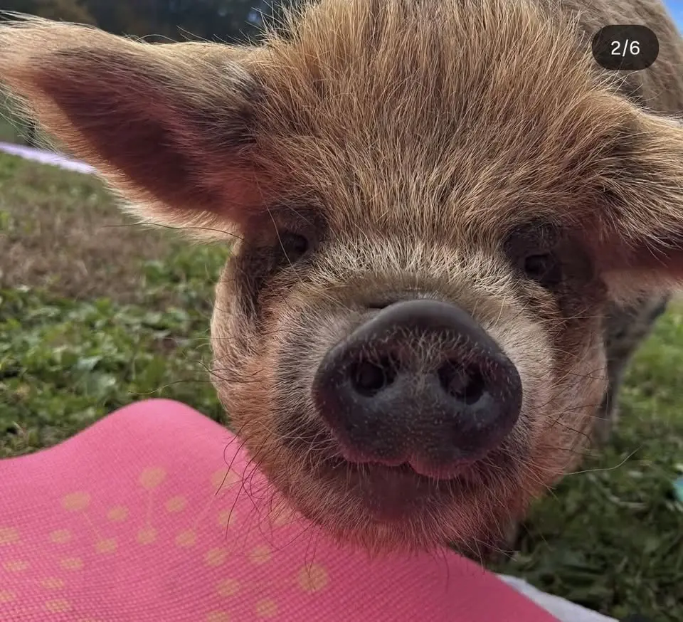Pig Yoga at Hops On The Hill Brewery! 