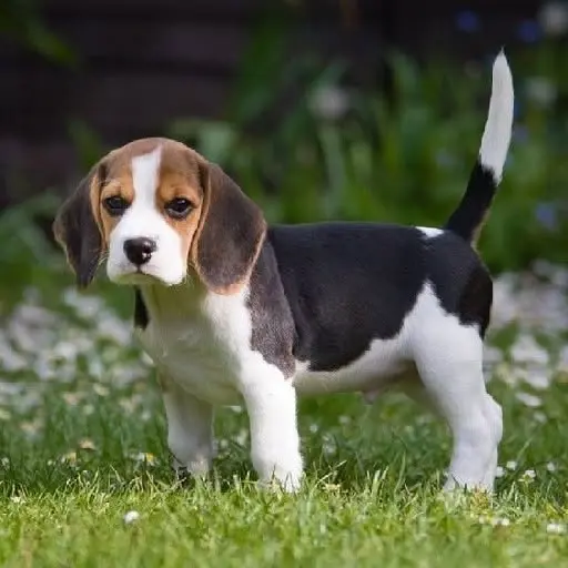 Beagleutställning samt inofficiell utställning där alla raser är välkomna