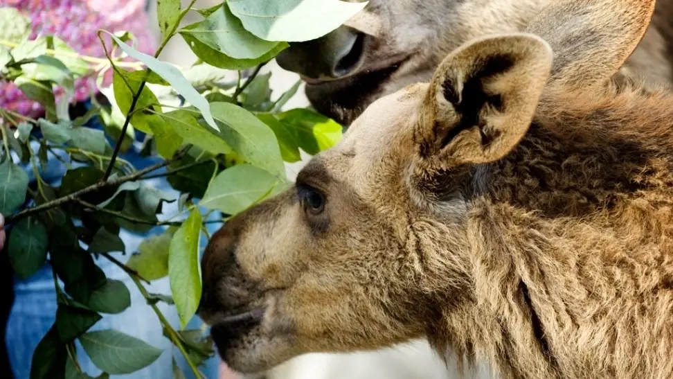 Moose Garden – Guidade älgturer
