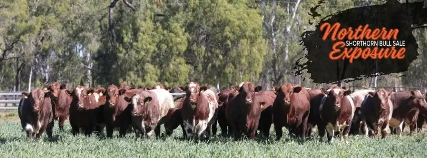 Northern Exposure Shorthorn Bull Sale