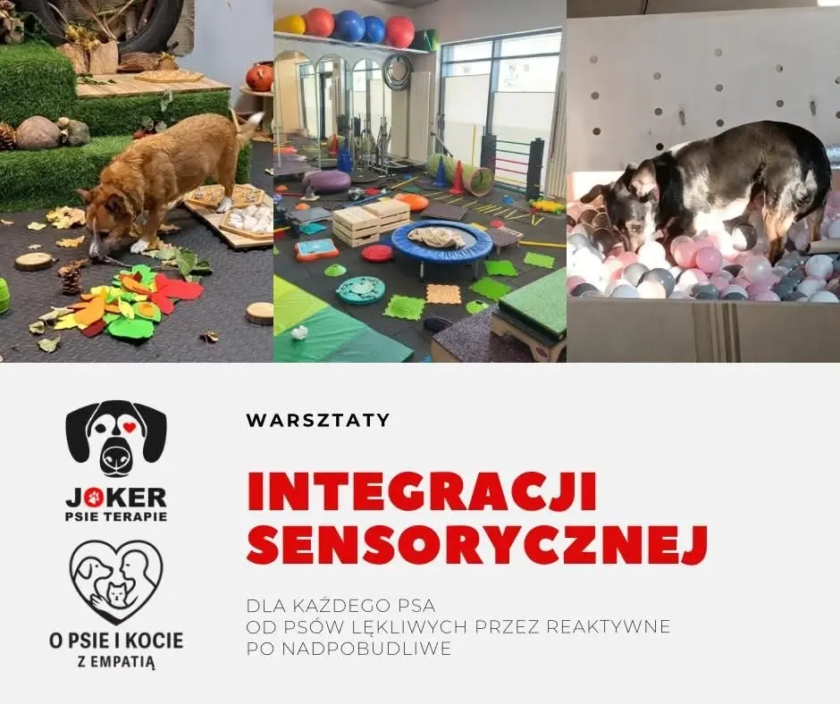 Warsztaty z integracji sensorycznej dla psów