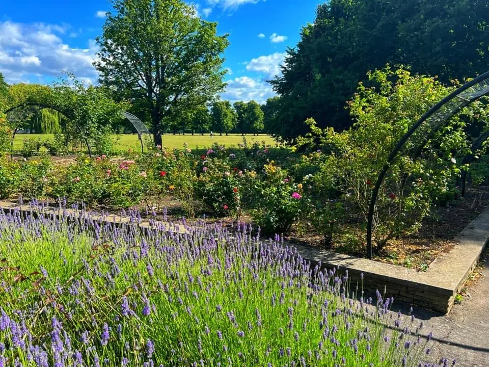 Volunteering at the Rose Beds