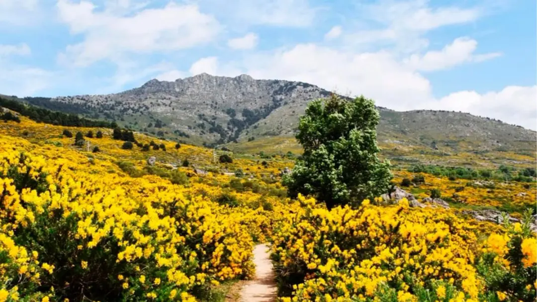 24/05 🌼🥾 Festival del Cambroño: La ruta más especial de la primavera 🌄🌿
