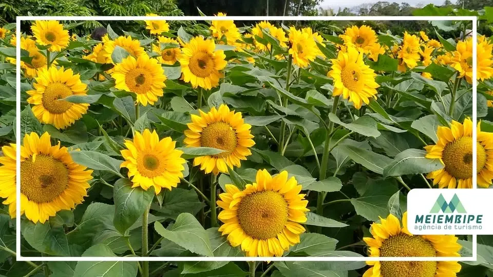 Excursão para a Florada dos Girassóis
