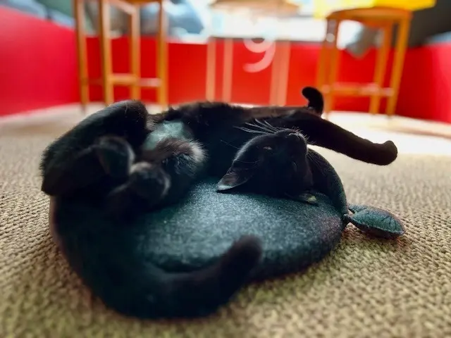 Meowfullness - meditation with cats 