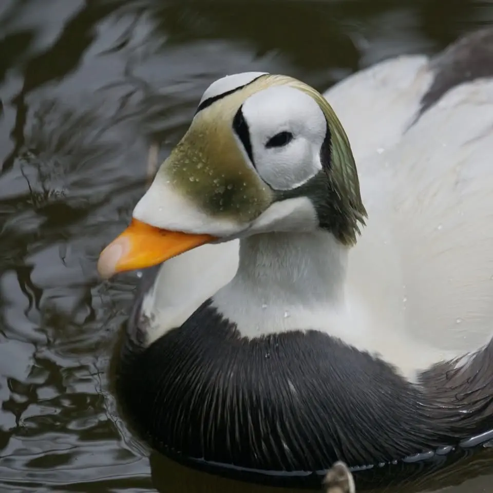 Brileiderdag I Ecomare Texel 