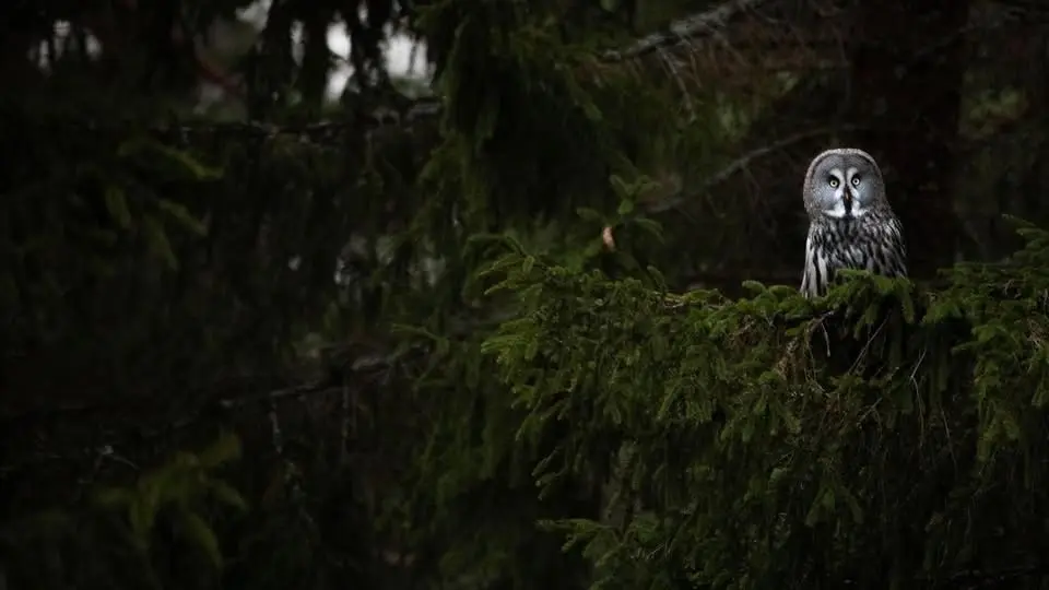 đż StĂ€mningar av Hannes Burlin â en fotografisk utstĂ€llning om naturens magi đż