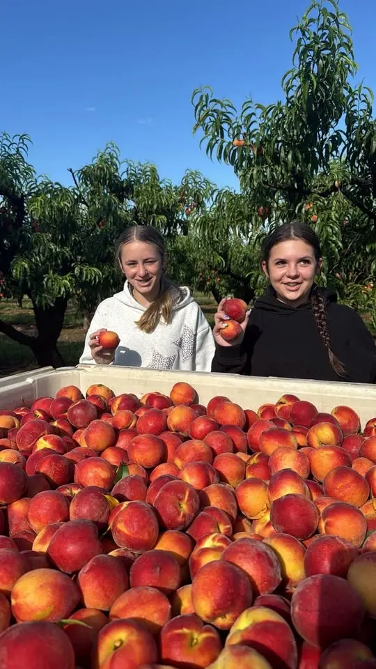 Grand Forks ND 🍑Georgia Peaches & Dark Cherries Truckload Sale🍒